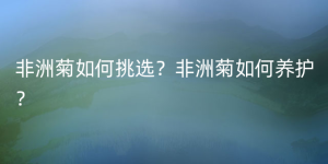 非洲菊如何挑选？非洲菊如何养护？