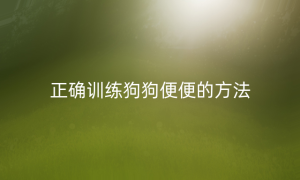 正确训练狗狗便便的方法