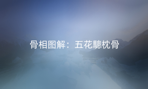 骨相图解：五花驄枕骨
