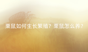 栗鼠如何生长繁殖？栗鼠怎么养？