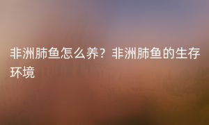 非洲肺鱼怎么养？非洲肺鱼的生存环境