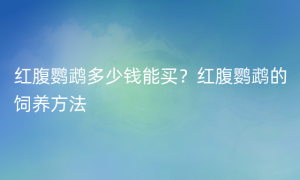 红腹鹦鹉多少钱能买？红腹鹦鹉的饲养方法